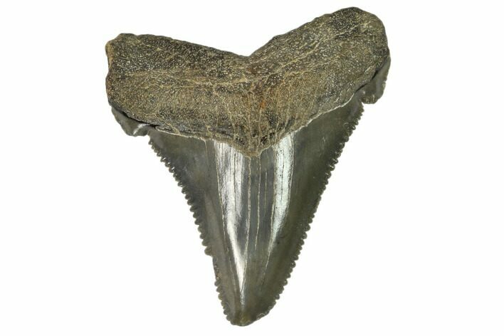 Serrated, Angustidens Tooth - Megalodon Ancestor #115734